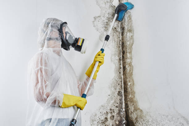 Best Mold Removal for HVAC Installations  in Golden Glades, FL